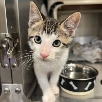 Gus-Gus -  Domestic Short Hair Cat for Adoption in Lincoln, California - Gus-Gus | PetCurious