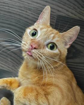 Rescue Domestic Short Hair Cats for Adoption in Ellenwood, Georgia - Lily | PetCurious