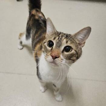 Geovanna -  Domestic Short Hair Cat for Adoption in Warwick, Rhode Island - Geovanna | PetCurious