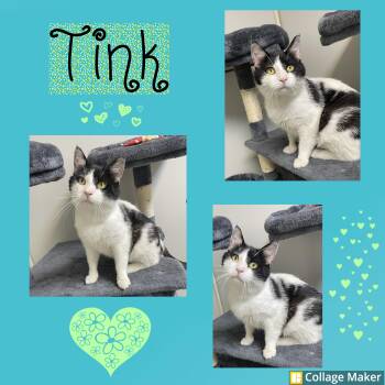 Tink -  Domestic Short Hair Cat Available for Adoption in Clearfield, Pennsylvania - Tink | PetCurious