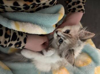 Bounce -  Domestic Medium Hair Cat for Adoption in Fruit Heights, Utah - Bounce | PetCurious