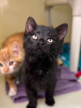 Rescue Domestic Short Hair Cats for Adoption in Menomonie, Wisconsin - Tallahassee | PetCurious