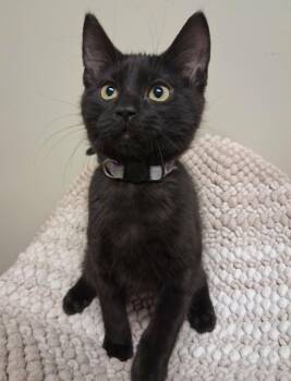 Domestic Short Hair Cats Available for Adoption in Fremont, Ohio - Shanti | PetCurious