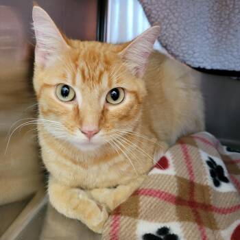Corndog -  Domestic Short Hair Cat for Adoption in Nashville, Indiana - Corndog | PetCurious
