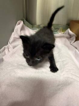 Domestic Short Hair Cats Available for Adoption in Baytown, Texas - NENA | PetCurious