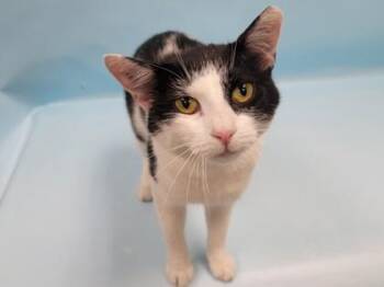 Mumu -  Domestic Short Hair Cat for Adoption in Minneapolis, Minnesota - Mumu | PetCurious