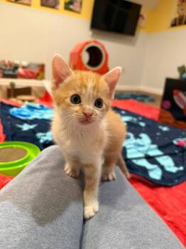 Tabby Cats Available for Adoption in Blanch, North Carolina - Orion (bonded With Artie - Artemis Family) | PetCurious