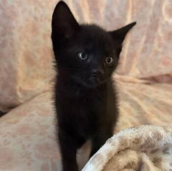 Bowie (In Foster) -  Domestic Short Hair Cat for Adoption in Watertown, Wisconsin - Bowie (In Foster) | PetCurious