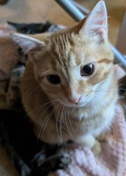 Rescue Tabby Cats for Adoption in Delhi, Ontario - JORDELL | PetCurious