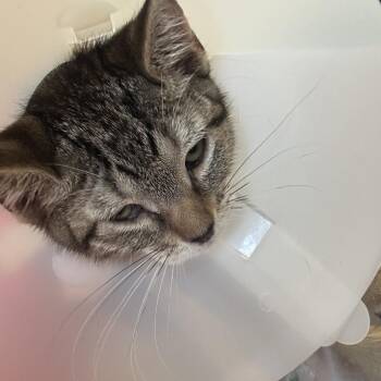 Jim FKA Bluebell kitten 4 -  Domestic Short Hair Cat for Adoption in Leander, Texas - Jim FKA Bluebell Kitten 4 | PetCurious