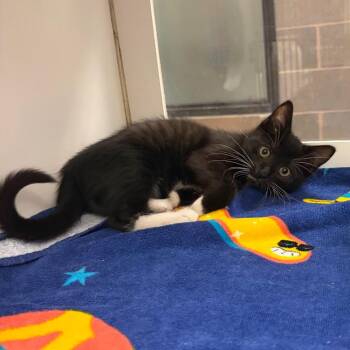 Pigeon -  Domestic Short Hair Cat for Adoption in Cheyenne, Wyoming - Pigeon | PetCurious