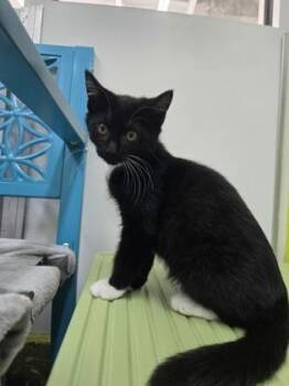 Sonny -  Domestic Short Hair Cat for Adoption in Savannah, Georgia - Sonny | PetCurious