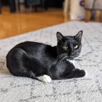 Rescue Domestic Short Hair Cats for Adoption in Calgary, Alberta - Haskap | PetCurious