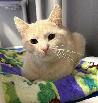 Domestic Short Hair Cats Available for Adoption in Kansas City, Missouri - Buff | PetCurious