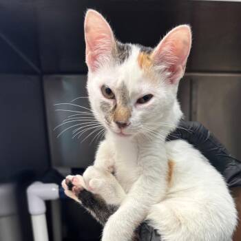 Flauta -  Domestic Short Hair Cat for Adoption in Lakeland, Florida - Flauta | PetCurious