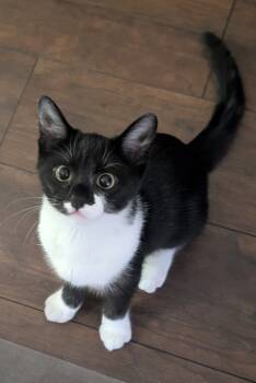 Rescue Domestic Short Hair Cats for Adoption in Youngsville, North Carolina - Rain25 | PetCurious