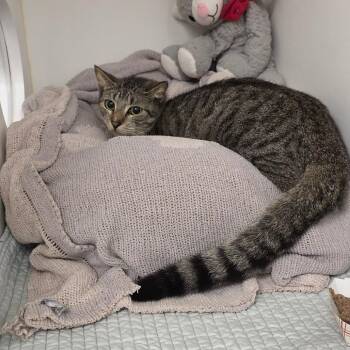 Domestic Short Hair Cats Available for Adoption - Firecracker | PetCurious