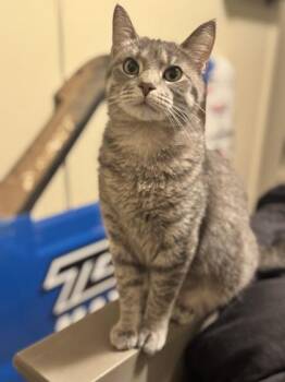 Winnifred -  Domestic Short Hair Cat for Adoption in Gwinn, Michigan - Winnifred | PetCurious