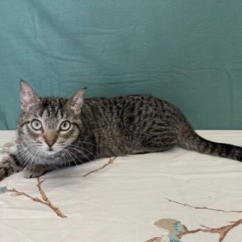 Rescue Domestic Short Hair Cats for Adoption in Benld, Illinois - Lexi | PetCurious