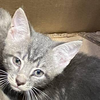 Fa -  Domestic Short Hair Cat for Adoption in Lynchburg, Virginia - Fa | PetCurious