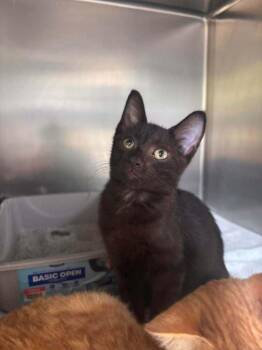 Dexter -  Domestic Short Hair Cat for Adoption in Statesboro, Georgia - Dexter | PetCurious