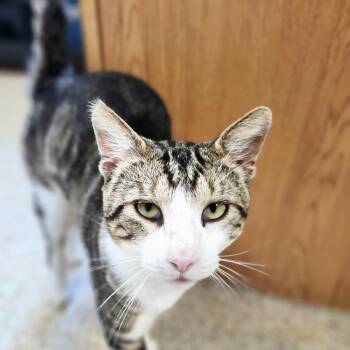 Uecker -  Domestic Short Hair Cat for Adoption in Waupun, Wisconsin - Uecker | PetCurious