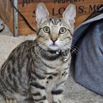 Orson Welles -  Domestic Short Hair Cat for Adoption in Jupiter, Florida - Orson Welles | PetCurious