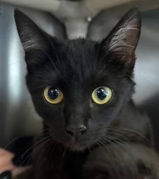 Soft Serve -  Domestic Short Hair Cat for Adoption in Eugene, Oregon - Soft Serve | PetCurious