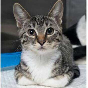 Duchess Carlsbad -  Domestic Short Hair Cat for Adoption in Denver, Colorado - Duchess Carlsbad | PetCurious