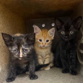 Ralzone -  Domestic Short Hair Cat for Adoption in Philadelphia, Pennsylvania - Ralzone | PetCurious