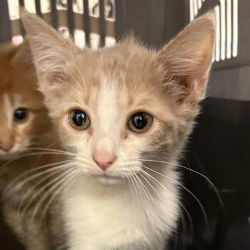 Katana -  Domestic Short Hair Cat for Adoption in Gloucester, Virginia - Katana | PetCurious