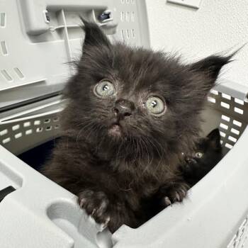 Ursa -  Domestic Medium Hair Cat for Adoption in Abilene, Texas - Ursa | PetCurious
