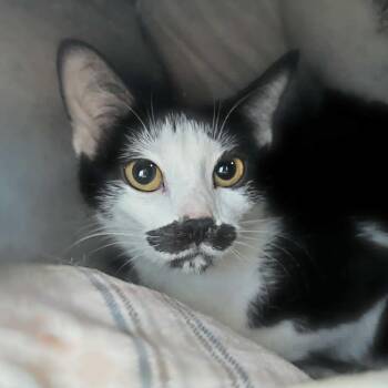 Domestic Short Hair Cats Available for Adoption in Shippenville, Pennsylvania - Holtzmann | PetCurious