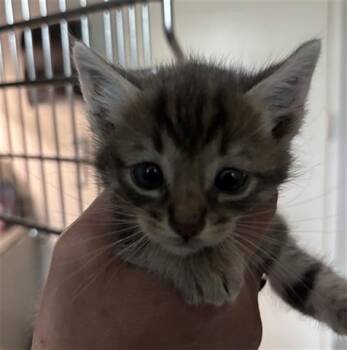 SIR WILLIAM WONKINGTON KBE -  Domestic Short Hair Cat for Adoption in Houston, Texas - SIR WILLIAM WONKINGTON KBE | PetCurious