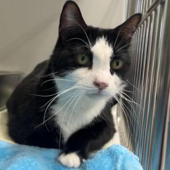 Domestic Short Hair Cats Available for Adoption - Mercury | PetCurious