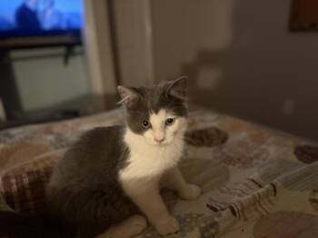 Rescue Domestic Medium Hair Cats for Adoption in Harvey, Louisiana - Walker | PetCurious