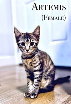 Rescue Tabby Cats for Adoption in Rutherfordton, North Carolina - Artemis Lennon | PetCurious