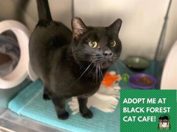 Domestic Short Hair Cats Available for Adoption in Fort Wayne, Indiana - PEACHES | PetCurious