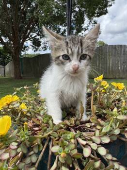 Rescue Domestic Short Hair and Tabby Cats for Adoption in Virginia Beach, Virginia - Lugnut 25 | PetCurious
