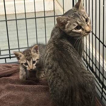 Priscilla -  Domestic Short Hair Cat for Adoption in Parrish, Alabama - Priscilla | PetCurious