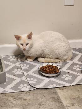 Siamese Cats Available for Adoption in Ashland, Illinois - Thomas | PetCurious