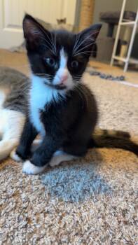 Jett -  Domestic Short Hair Cat Available for Adoption in Rochester, Washington - Jett | PetCurious