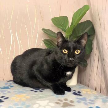 Raven -  Domestic Short Hair Cat for Adoption in Long Beach, Mississippi - Raven | PetCurious