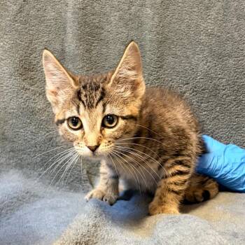 Myrtle Beach -  Domestic Short Hair Cat for Adoption in Belleville, Illinois - Myrtle Beach | PetCurious