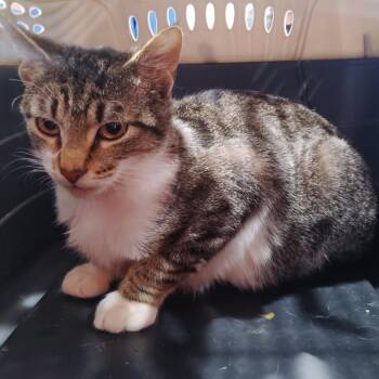 Russian Blue and Domestic Short Hair Cats Available for Adoption - Samson | PetCurious