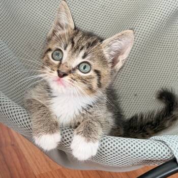 Obi-Wan -  Domestic Short Hair Cat Available for Adoption in Jupiter, Florida - Obi-Wan | PetCurious