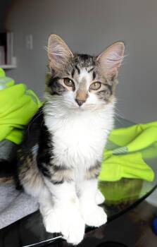 Marie -  Domestic Short Hair Cat for Adoption in Walled Lake, Michigan - Marie | PetCurious