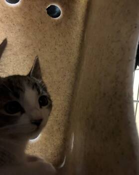 Rescue Domestic Short Hair Cats for Adoption in Blythe, California - A1885069 | PetCurious