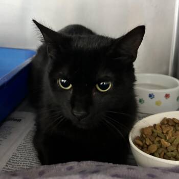Noir -  Domestic Medium Hair Cat Available for Adoption in Newport, North Carolina - Noir | PetCurious