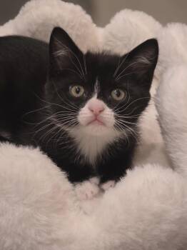 Gemma -  Domestic Short Hair Cat Available for Adoption in Bristol, Tennessee - Gemma | PetCurious